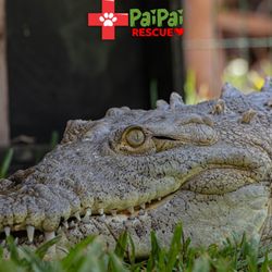 PaiPai Ecotourism Park  - Panfilo, our crocodile.