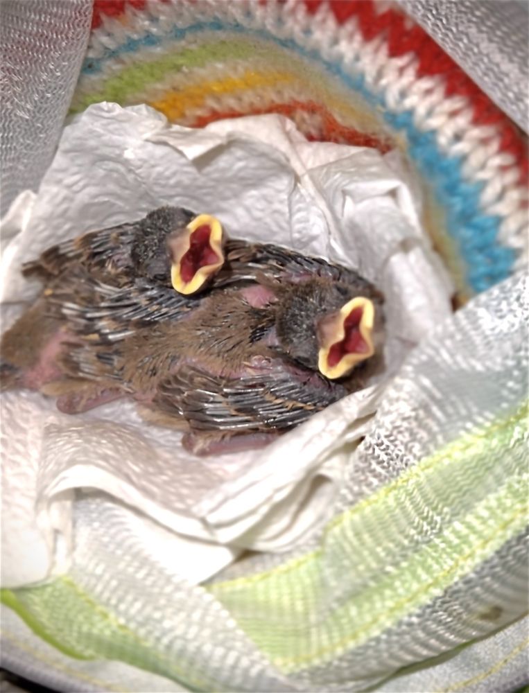 The Sparrow Rescue - social services organization in Albuquerque, NM