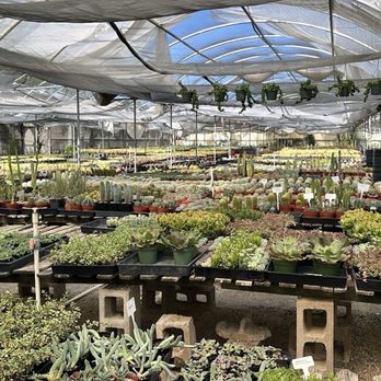 Bach's Cactus Nursery - first greenhouse nearest to the retail/checkout section - Nurseries & Gardening Near Me - Tucson, Arizona