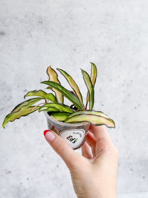 Ed's Plant Shop by null