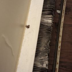Bayside Inn & Waterfront Suites - Bugs