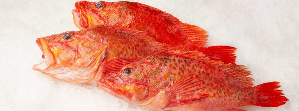 Osler Fish Market by null