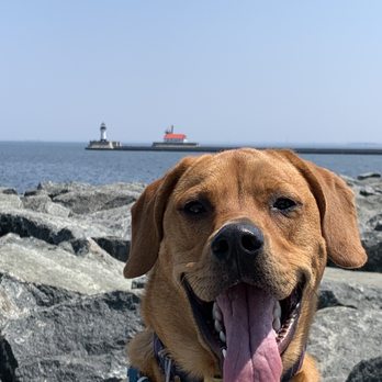 Canal Park Brewing - Cooper enjoyed the view of Lake Superior from the outside seating area at Canal Park Brewing! - Breweries Near Me - Duluth, Minnesota Canal Park Brewing - Cooper enjoyed the view of Lake Superior from the outside seating area at Canal Park Brewing! - Breweries Near Me - Duluth, Minnesota