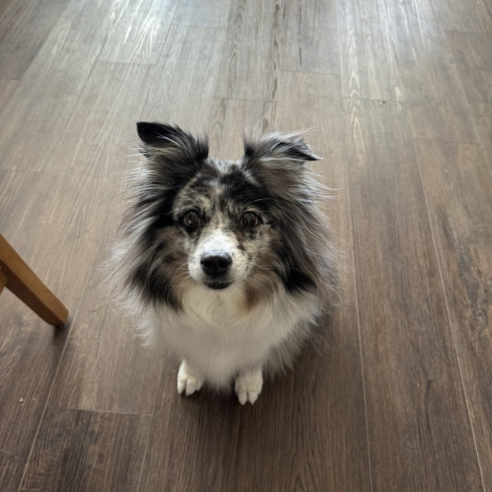 Paws & Claws Boutique - Pet Sitting Near Me - Azle, Texas Paws & Claws Boutique - Pet Sitting Near Me - Azle, Texas