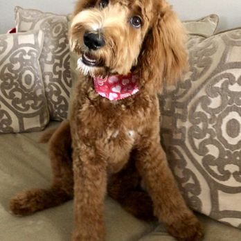 st bernard first aid dog