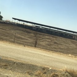 West High School - Cows