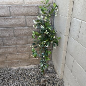 Moon Valley Nurseries - Nurseries & Gardening Near Me - Peoria, Arizona Moon Valley Nurseries - Nurseries & Gardening Near Me - Peoria, Arizona