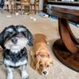 Photo of Dog Grooming by Darci