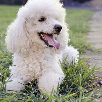 1. Family Dog Training