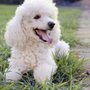 Photo of Family Dog Training