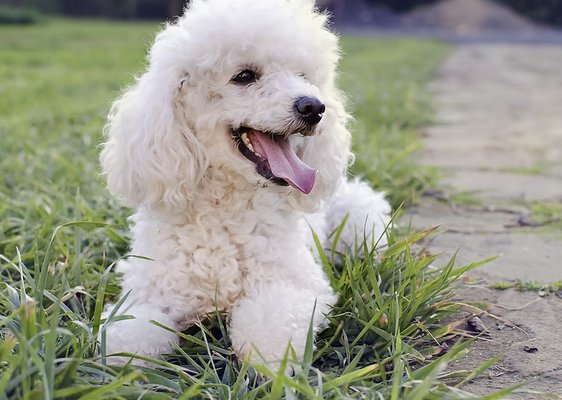 Singles Sessions - One-on-one instruction at your home for basic training, tips on how to socialize a puppy, or older dog, and working through specific problem behaviors. Each one-hour class provides instruction on managing your dog using positive methods.
Covers: puppy potty training, chewing, too much barking, recall, greeting vistors, no biting, not jumping up, counter surfing, loose-leash walking, etc. Singles Sessions - One-on-one instruction at your home for basic training, tips on how to socialize a puppy, or older dog, and working through specific problem behaviors. Each one-hour class provides instruction on managing your dog using positive methods.
Covers: puppy potty training, chewing, too much barking, recall, greeting vistors, no biting, not jumping up, counter surfing, loose-leash walking, etc.