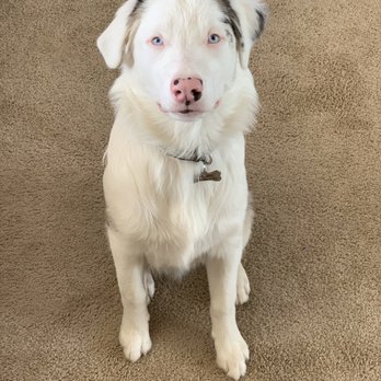 Paws At Main - Pet Groomers Near Me - Corona, California Paws At Main - Pet Groomers Near Me - Corona, California