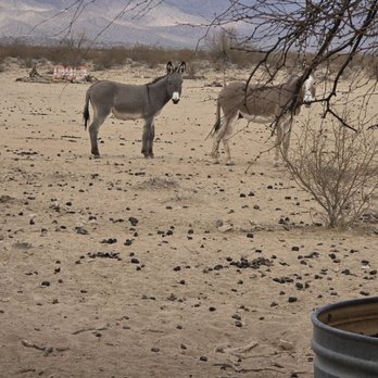 The Wayside Oasis - Local wild burros. - Salad Near Me - Wenden, Arizona The Wayside Oasis - Local wild burros. - Salad Near Me - Wenden, Arizona