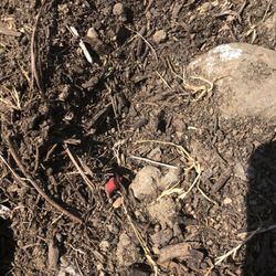 Skagit Soils - Plastics in delivered compost