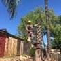 Rick's Palm Tree Service