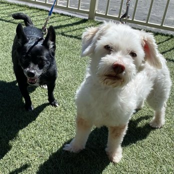 Rebel DK - The animals that Afsheen helped to save by caring enough to help me when I had no idea where to begin in finding them a new home. - Pet Waste Removal Near Me - Las Vegas, Nevada