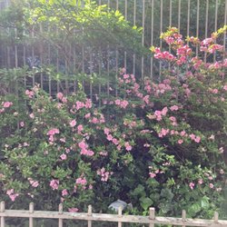 The Rockefeller University - Flowers in front of the university. 05/27/23