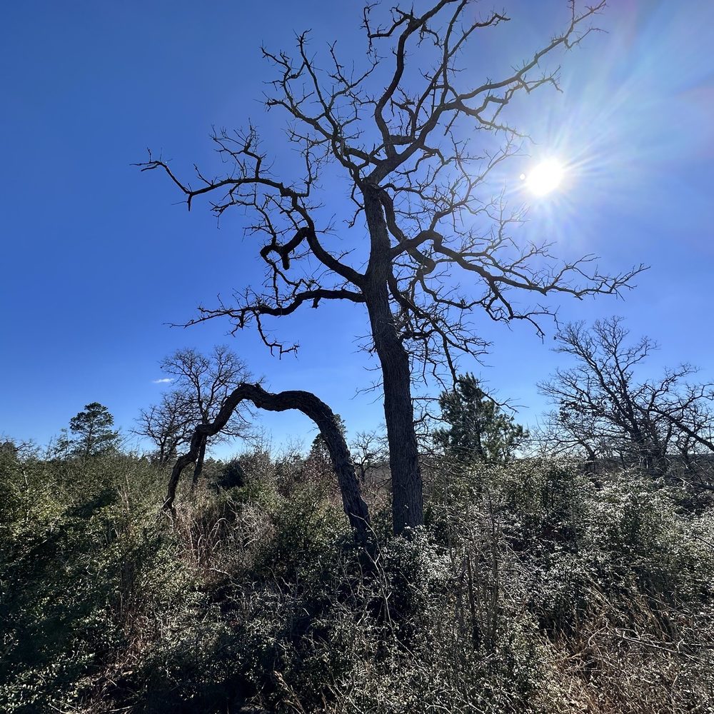 Bastrop State Park - Parks Near Me - Bastrop, Texas