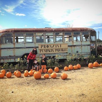 Pronzini Christmas Tree Farms - Pumpkin Patches Near Me - Petaluma, California