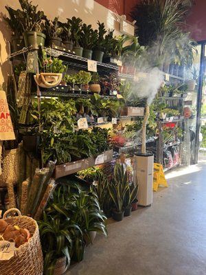 Qideas Plant Shop by null