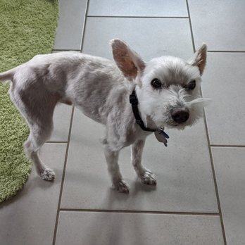 ATX Mobile Pet Services - Supposedly a Schnauzer cut - Pet Groomers Near Me ATX Mobile Pet Services - Supposedly a Schnauzer cut - Pet Groomers Near Me