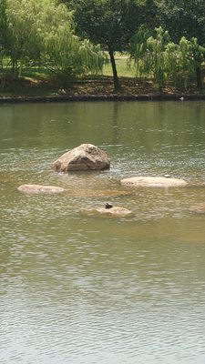 Bishan-Ang Mo Kio Park by null