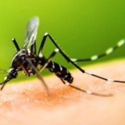 Tru Organics Mosquito & Tick Control - Get rid of those mosquitos!