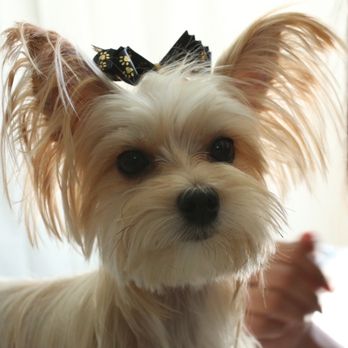 Cali Pets - My little cutie after her appointment today thank you Tracey & Eli! Since my regular favorite girl Jessica was busy - Pet Groomers Near Me - San Marcos, California Cali Pets - My little cutie after her appointment today thank you Tracey & Eli! Since my regular favorite girl Jessica was busy - Pet Groomers Near Me - San Marcos, California