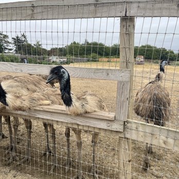 Ostrichland USA - Attraction Farms Near Me - Solvang, California Ostrichland USA - Attraction Farms Near Me - Solvang, California