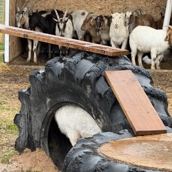 Goats of Glacier - Hiding from the rain!