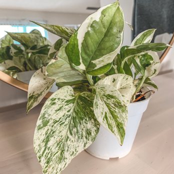 Rainbow - Pothos N'Joy - Nurseries & Gardening Near Me - Rosemead, California