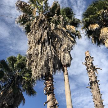 Brian Hild Lawn and Tree Service - two palm trees - Tree Services Near Me Brian Hild Lawn and Tree Service - two palm trees - Tree Services Near Me