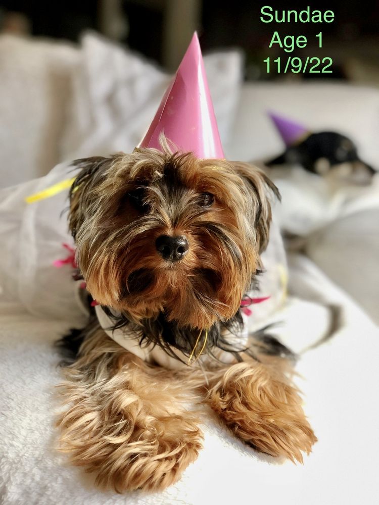 CUTEST AKC ARIZONA YORKIES Updated September 2024 41 Photos