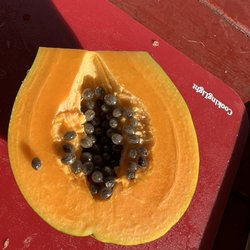 Papaya Land - Legendary Hawaiian papaya cut open