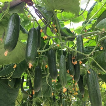Behind the Seeds - Hanging cucumbers! - Tours Near Me - Orlando, Florida