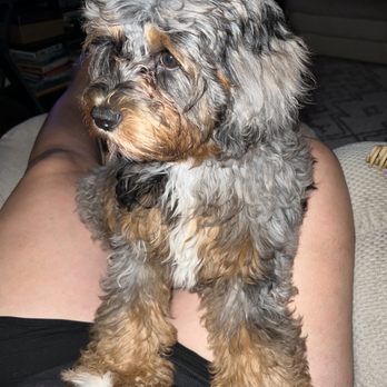 FluffButts - Before - Pet Groomers Near Me - Cibolo, Texas FluffButts - Before - Pet Groomers Near Me - Cibolo, Texas
