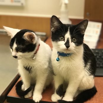 Banfield Pet Hospital - Veterinarians Near Me - Monument, Colorado Banfield Pet Hospital - Veterinarians Near Me - Monument, Colorado