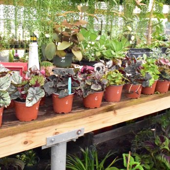 Crazy Plants Nursery - Nurseries & Gardening Near Me - Eustis, Florida