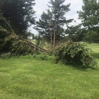 Shy Tree - Tree Services Near Me
