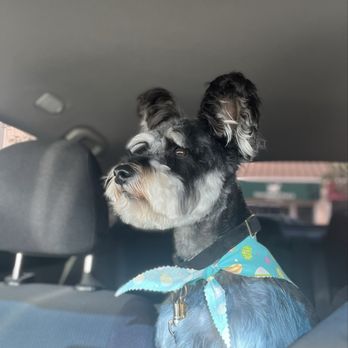 Tailored Tails Grooming - Pet Groomers Near Me - Foster City, California Tailored Tails Grooming - Pet Groomers Near Me - Foster City, California