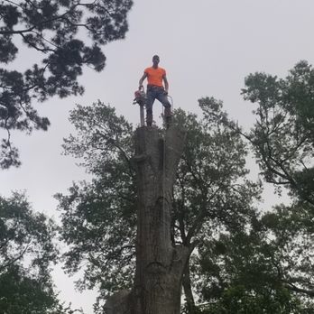 Dead or Alive Tree Service - Tree Services Near Me - Pineville, Louisiana Dead or Alive Tree Service - Tree Services Near Me - Pineville, Louisiana