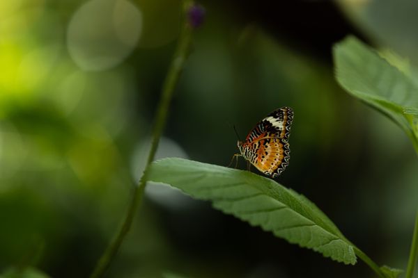 Cockrell Butterfly Center by null