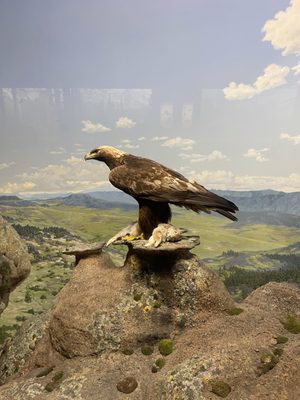 Denver Museum of Nature & Science by null