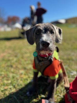 11th Hour Rescue ELEVENTH HOUR RESCUE - Updated July 2026 - 75 Photos & 131 Reviews ...