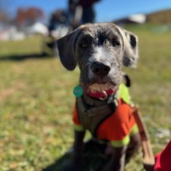 Eleventh Hour Rescue - Mom, Dad and my sister took me to a farm! I met so many people and I was great with them all!