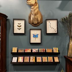 Amothecary