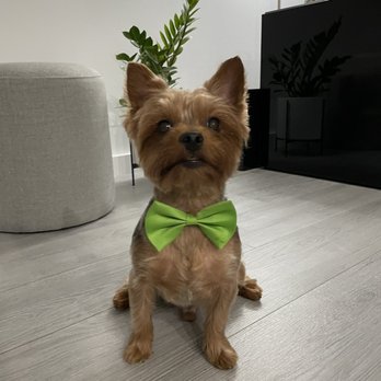 PetSmart - Pet Stores Near Me - Miami, Florida