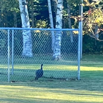Holiday Motel - The people who live next door apparently have a pet peacock! - Hotels Near Me - Manistique, Michigan Holiday Motel - The people who live next door apparently have a pet peacock! - Hotels Near Me - Manistique, Michigan