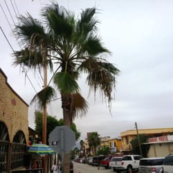 Ciudad de Puerto Nuevo - Tree