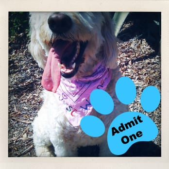 The Barking Bunch - Daisy ready for her hike - Dog Walkers Near Me The Barking Bunch - Daisy ready for her hike - Dog Walkers Near Me